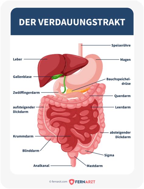 Schema des Verdauungstrakts mit Hervorhebung von Darm und Gebärmutter, um die mechanische Kompression durch die wachsende Gebärmutter zu verdeutlichen.