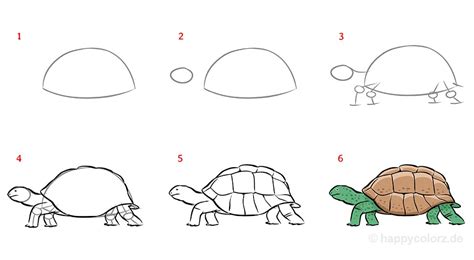 Schritt-für-Schritt-Anleitung zum Zeichnen einer Schildkröte