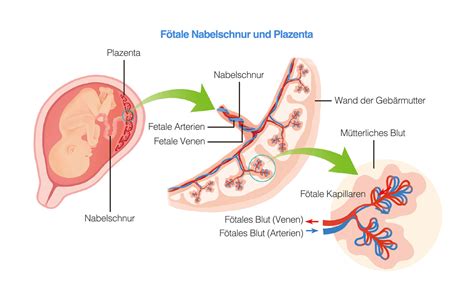Schema einer menschlichen Nabelschnur mit ihren Blutgefäßen und dem umgebenden Gewebe