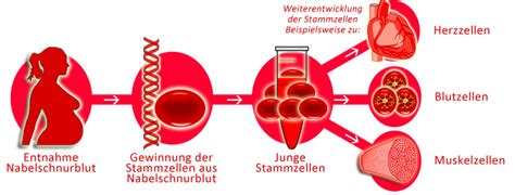 Grafik, die die Entwicklung von Stammzellen aus Nabelschnurblut zu verschiedenen Blutzellen zeigt