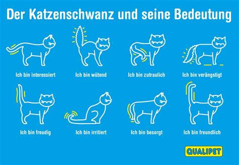 Illustration, die die typische Brunststellung einer Katze zeigt: Hinterteil hochgestreckt, Schwanz zur Seite.