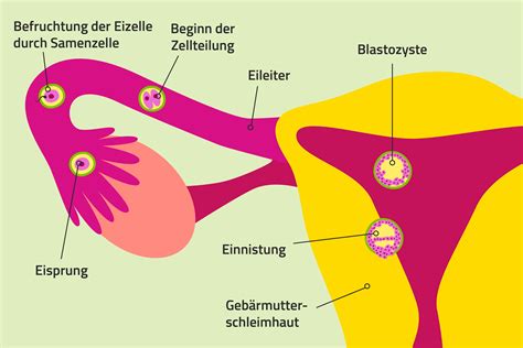 Schema des weiblichen Fortpflanzungssystems mit Eileiter, Eierstock und Gebärmutter