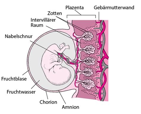 Illustration einer Fruchtblase, die die Gebärmutter mit dem Fötus zeigt.