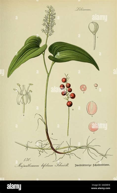 Illustration der Spitzwegerich-Pflanze mit ihren charakteristischen lanzettlichen Blättern und Blütenähren.