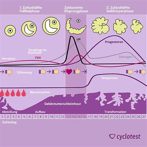 Schema des weiblichen Menstruationszyklus mit Anzeige von Eisprung und Temperaturverlauf
