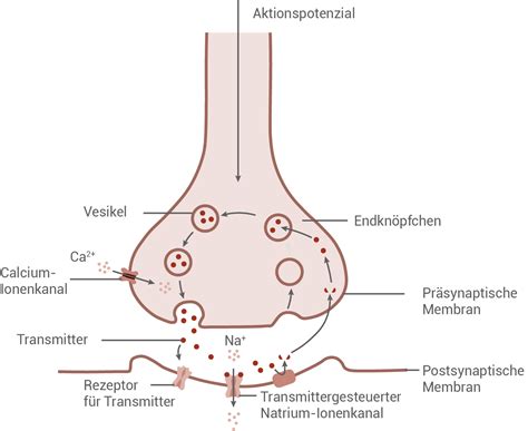 Schema der chemischen Signalübertragung bei Säugetieren über Pheromone.