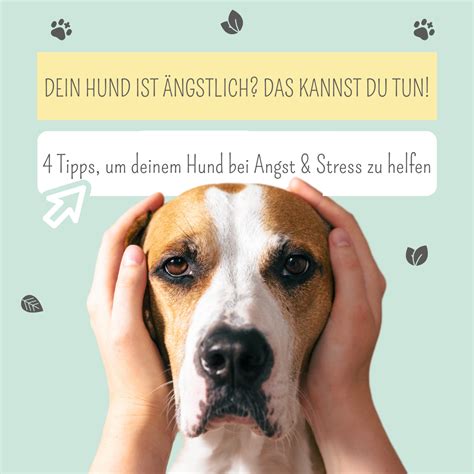 Infografik mit den häufigsten Auslösern für Angst bei Hunden.