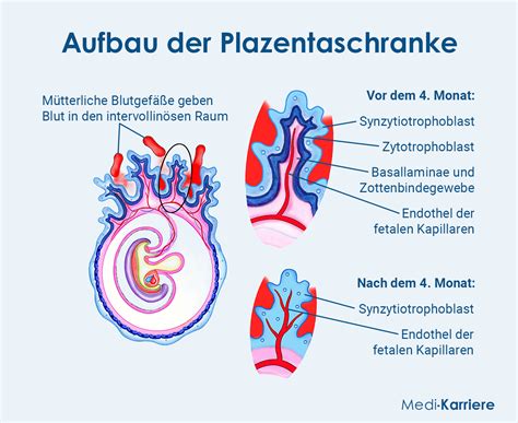Schematische Darstellung der Plazentaschranke, die die Blutkreisläufe von Mutter und Kind trennt.