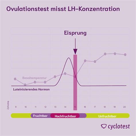 Schema, das den Anstieg von LH und hCG im weiblichen Zyklus und die Funktionsweise von Ovulations- und Schwangerschaftstests darstellt.