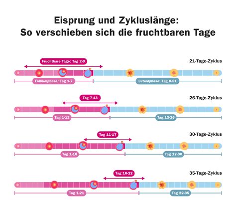 Infografik, die die typischen Zykluslängen und die Variabilität des Eisprungs darstellt.