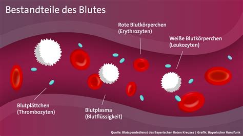 Grafik zur Veranschaulichung von roten Blutkörperchen und Hämoglobin