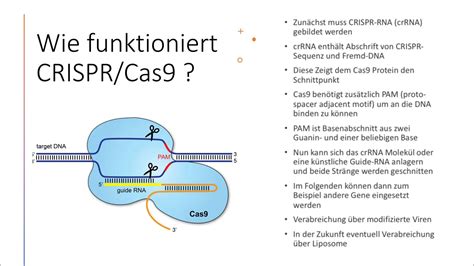Schema der DNA-Doppelhelix und Darstellung von CRISPR/Cas9-Technologie.