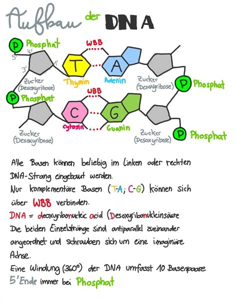 Schema des NIPT-Verfahrens, das die Analyse der fetalen DNA aus dem mütterlichen Blut zeigt