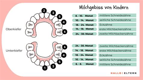 Schema des Milchgebisses und der Reihenfolge des Zahndurchbruchs bei Babys