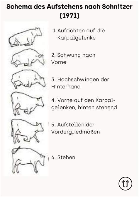 Schema zur Einteilung von Trächtigkeitsverlusten bei Rindern