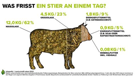 Infografik: Wichtige Aborterreger bei Rindern und ihre Übertragungswege