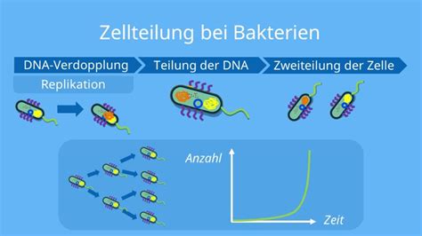 Schema der Entstehung eines Abszesses durch Bakterien