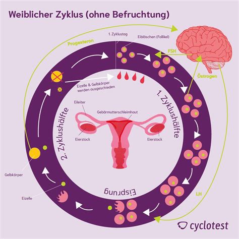 Schema des weiblichen Zyklus mit den Veränderungen des Muttermunds und des Zervixschleims