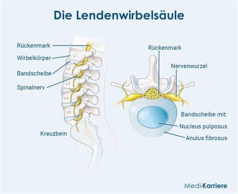 Schema der weiblichen Anatomie mit Hervorhebung der Lendenwirbelsäule und des Ischiasnervs
