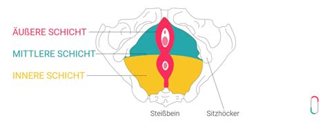 Schema des weiblichen Beckenbodens und der Vagina