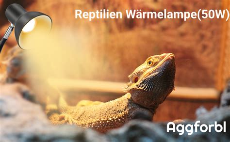 Schema der Terrarienbeleuchtung mit HQI-Strahler, Wärmelampe und UV-Lampe.