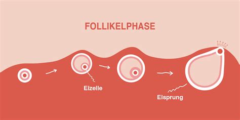 Infografik, die den Beginn der Follikelphase mit dem ersten Tag der Menstruation und dem Anstieg von FSH zeigt.