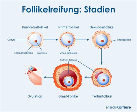 Schematische Darstellung der Ovulation: Freisetzung der Eizelle aus dem dominanten Follikel.