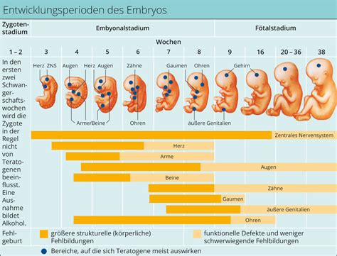 Infografik, die die Entwicklungsschritte eines Babys im zweiten Trimester zeigt, von der Größe bis zur Entwicklung von Sinnesorganen.