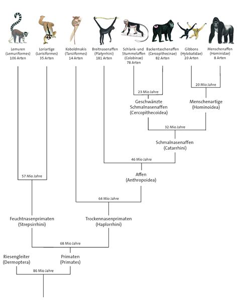 Schema eines Baby-Stramplers mit den wichtigsten Merkmalen wie Druckknöpfen, Beinabschluss und Halsauschnitt.