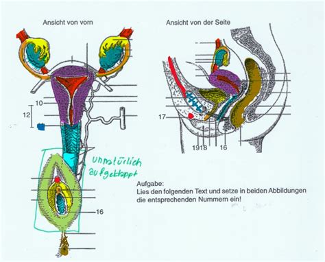 Schema der weiblichen Anatomie mit Hervorhebung der Vagina und des Damms
