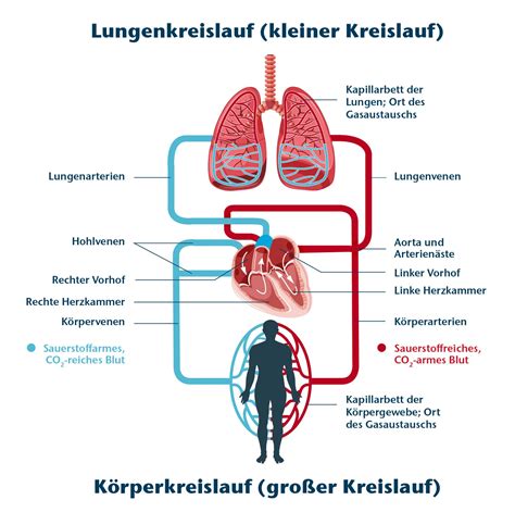 Schema des Kreislaufsystems mit Hervorhebung des Blutdrucks