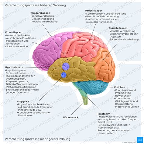 Schema des Gehirns mit Hervorhebung der Großhirnrinde, um reduzierte Volumina und Komplexität bei Frühgeborenen zu veranschaulichen.