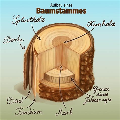Illustration des Aufbaus eines Klettverschlusses mit Hakenteil und Schlaufenteil
