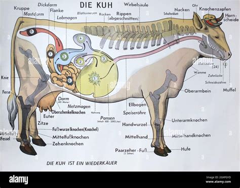 Schema der weiblichen Fortpflanzungsorgane einer Kuh