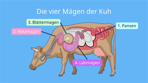 Schema des Eisprungs bei einer Kuh