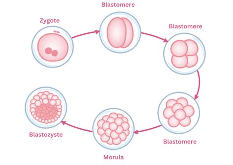 Schema der Zellteilung nach der Befruchtung (von Zygote bis Blastozyste)