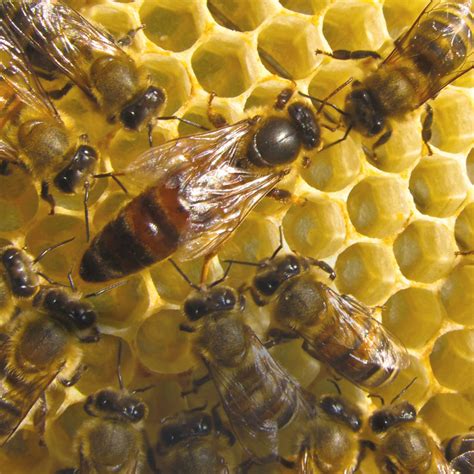 Illustration einer Bienenkönigin, die von Arbeiterbienen mit Gelée Royale gefüttert wird