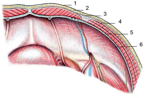 Illustration einer Vorderwandplazenta, die als Polster zwischen Bauchdecke und Baby dargestellt ist.