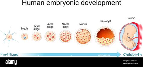 Illustration des Zellteilungszyklus eines Embryos von der Befruchtung bis zum Blastozystenstadium