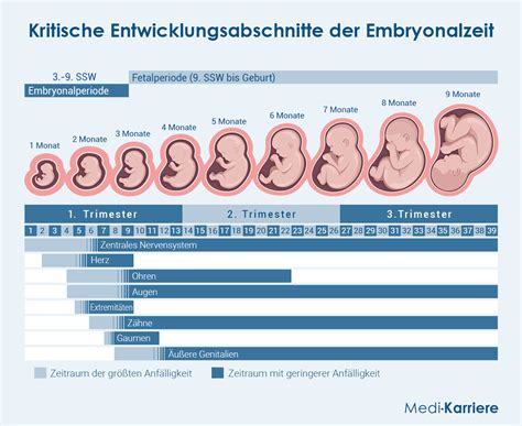 Grafik, die den Unterschied in der Zellanzahl eines sich entwickelnden Embryos von Tag 3 auf Tag 5 zeigt, mit hervorgehobenen Beispielen für Stillstand