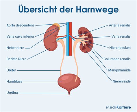 Schematische Darstellung des Beckenbodens und der Harnwege