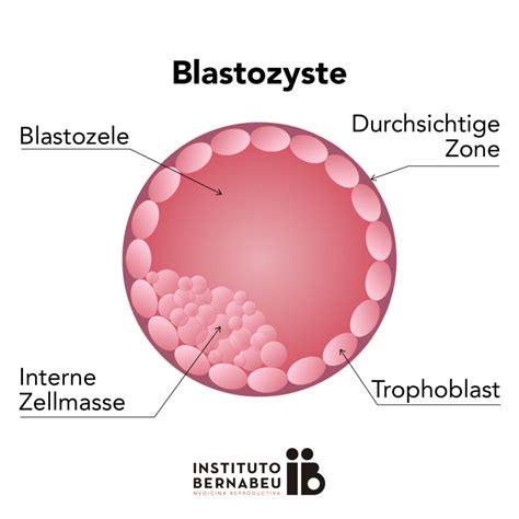 Querschnitt einer Blastozyste mit klar definierten Trophoblasten und Embryoblasten