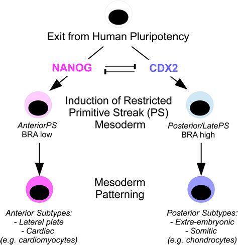 Vergleich der Proteinexpression (Oct4, Nanog, Cdx2) in den Zellen des frühen Maus-Embryos