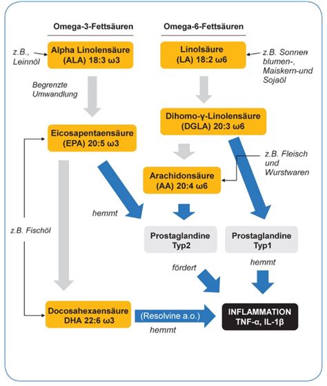 Schema der Wirkungsweise von Omega-3-Fettsäuren im Immunsystem