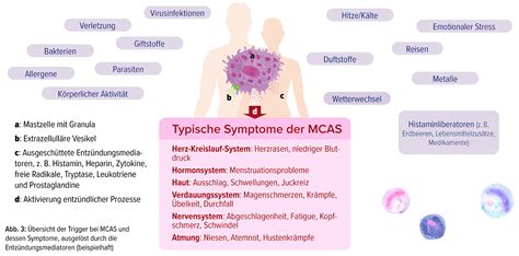 Infografik mit typischen Symptomen einer CMV-Infektion bei verschiedenen Risikogruppen