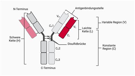 Schema der CMV-Diagnostik bei Schwangeren und Neugeborenen mit Antikörper- und PCR-Tests