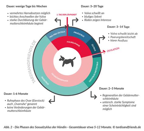Schema einer Hündin mit Markierungen für den Trächtigkeitsverlauf und Ultraschallpositionen