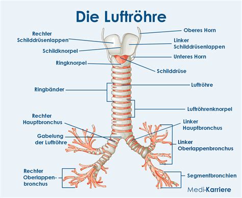 Schema des menschlichen Atemsystems mit Hervorhebung der Luftröhre und Speiseröhre