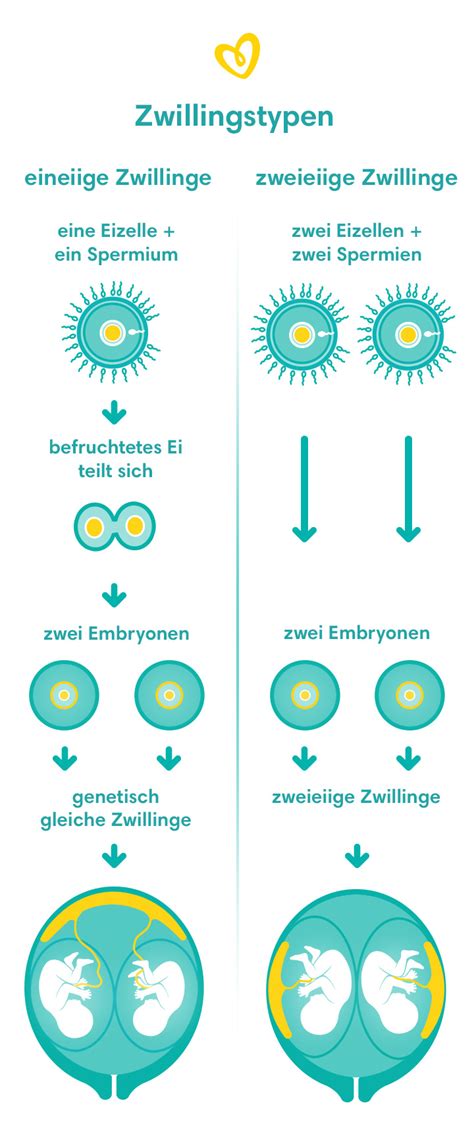 Infografik, die die Wahrscheinlichkeit von zufälligen Treffen zwischen getrennten Zwillingen darstellt.