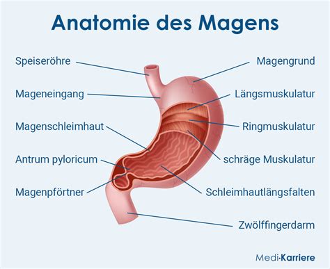 Infografik: Anatomie des Verdauungstrakts eines Säuglings mit Hervorhebung des Schließmuskels zwischen Speiseröhre und Magen